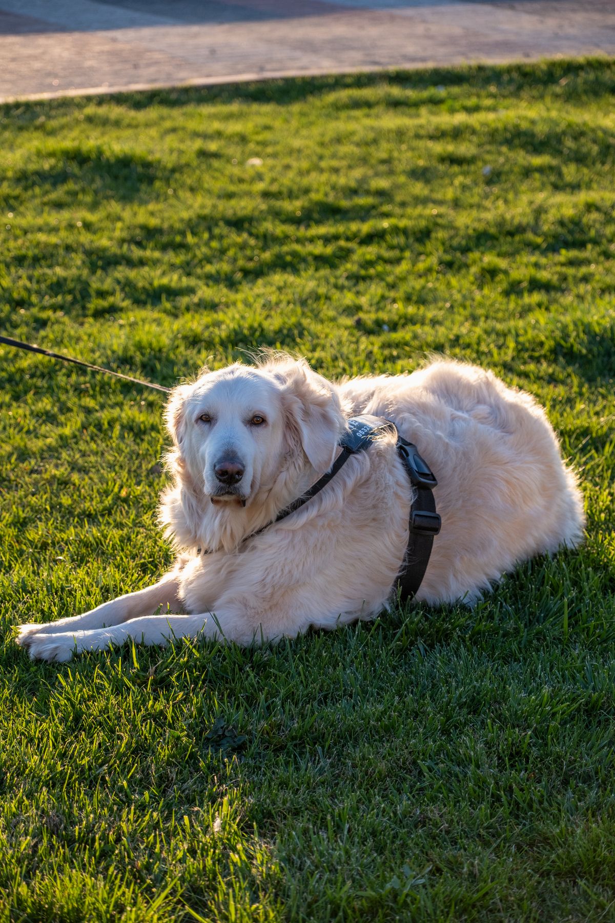 A golden retriever resting on sunlit grass in a harness.